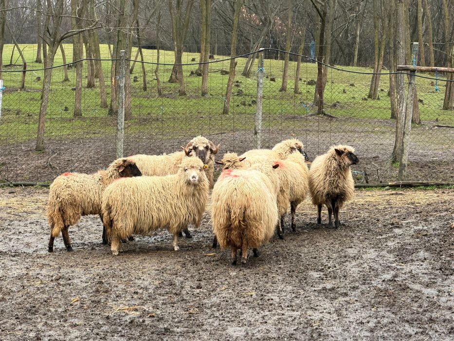 Vand oi pentru detalii sunati