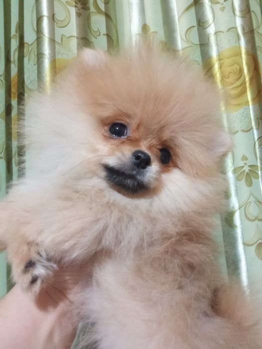 Щенки шпица мини