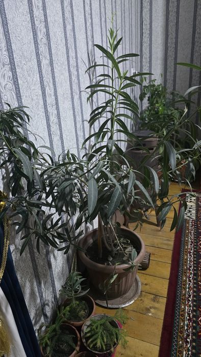 Xonaki tuvakda Gullar