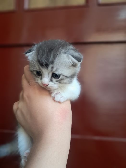 Котята Скоттиш фолд