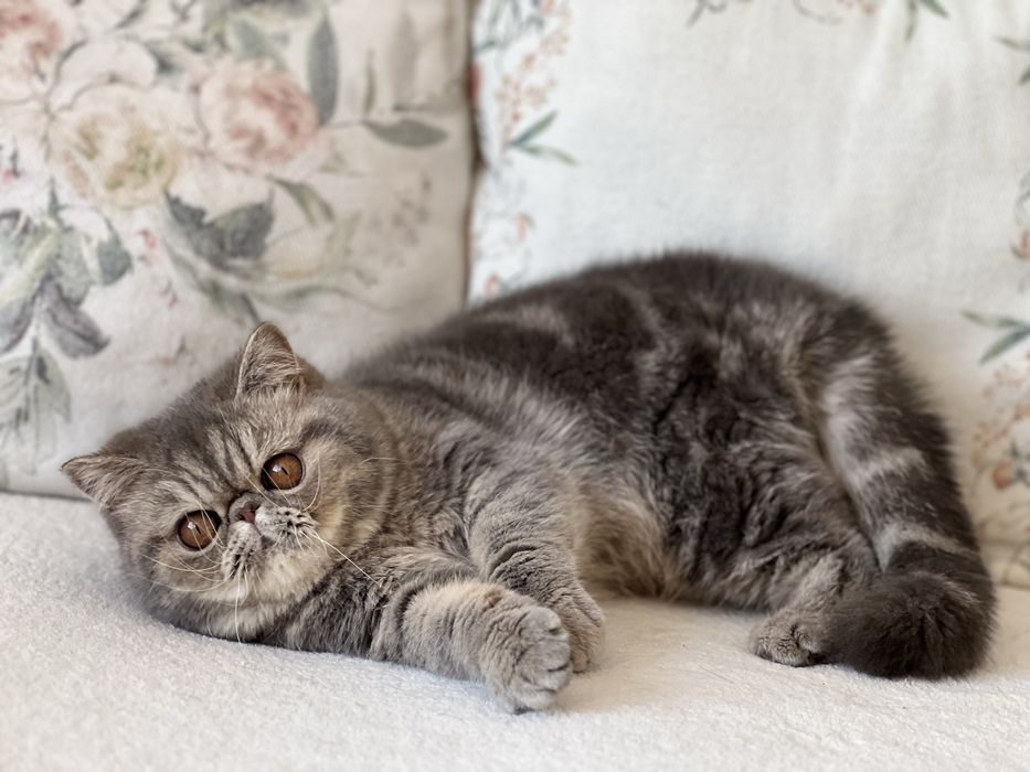 Женско екзотично късокосместо чистопородно коте