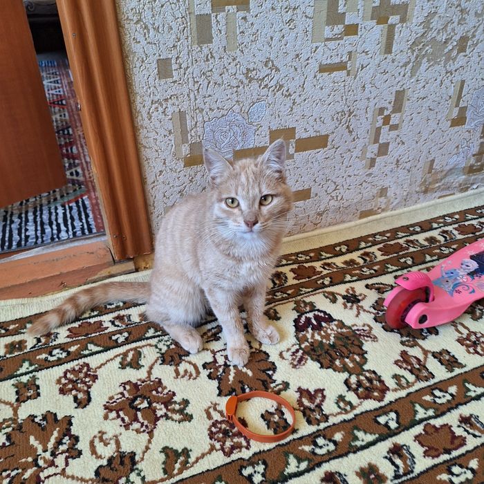 Котёнок бесплатно