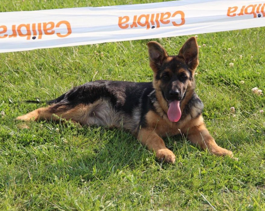 Femeluta Ciobanesc German cu Pedigree de elită