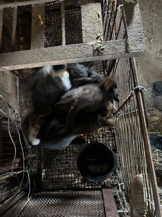 Продам кроликов майские.