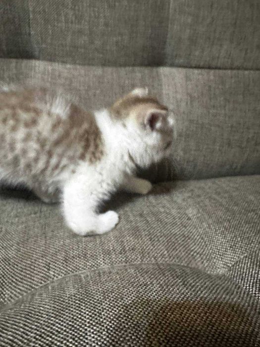Котята 2 штуки отдам в хорошие руки