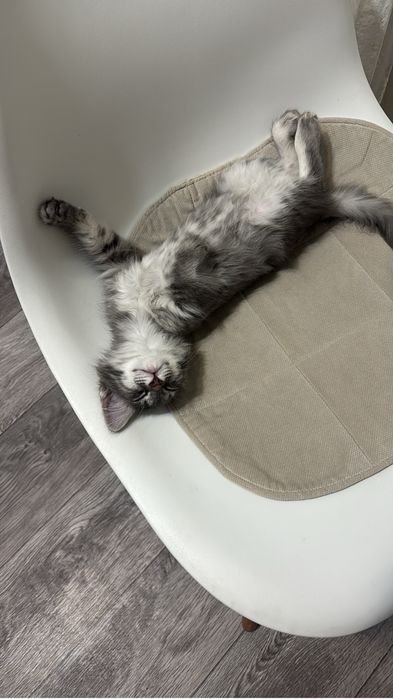 Пропал котенок! Вознаграждение