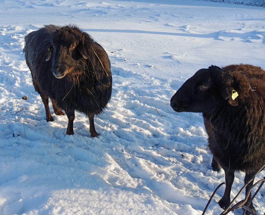 Коздайтын koйлар, сектер етке