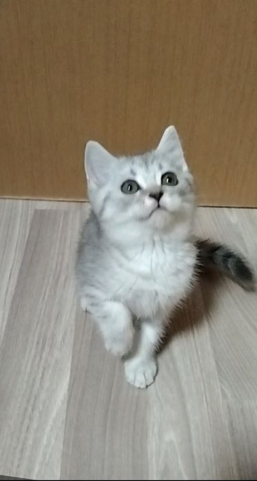 Скоттиш страйт. Мальчик.