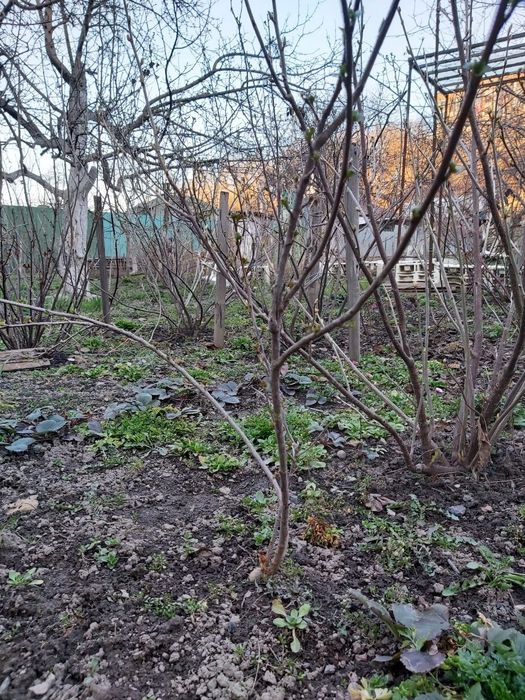 Сморжовник      .
