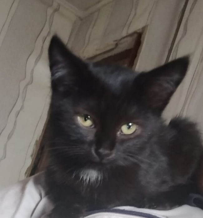 Котенок маленький
