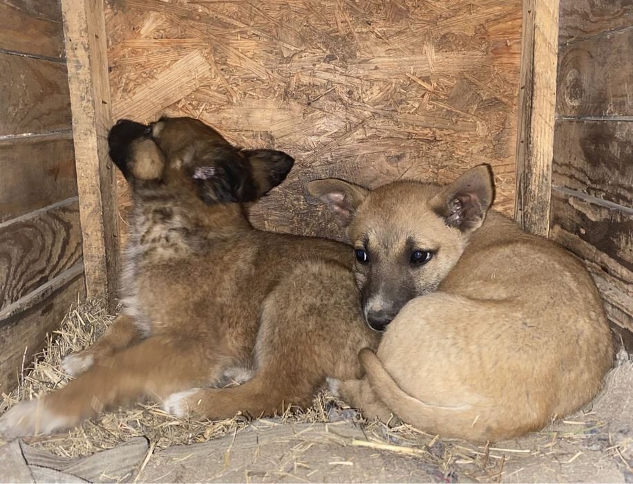 Срочно! Бездомные щенята ищут дом