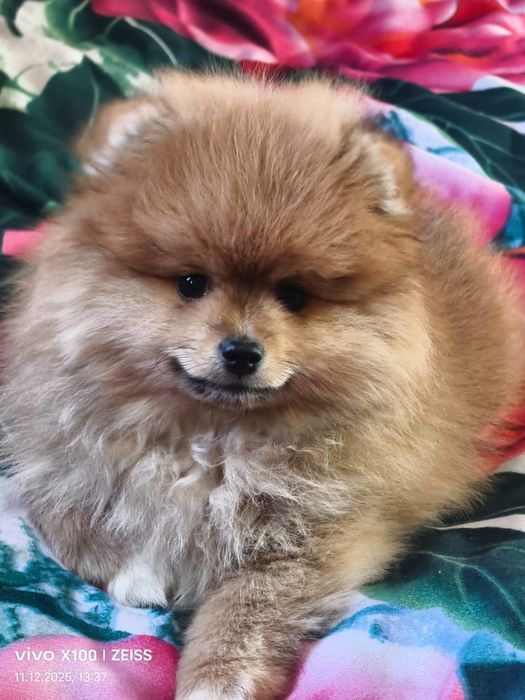 Очаровательный щенок шпица.