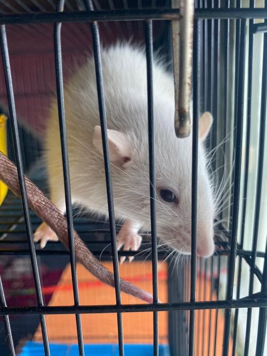 Отдам крыс в добрые руки