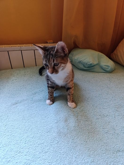 Котенце за осиновяване