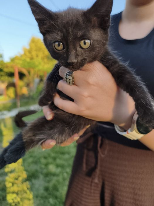 Подаряваме котета