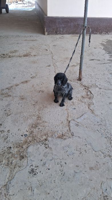 Ruskiy spaniyel 2 yoshda urgʻoch