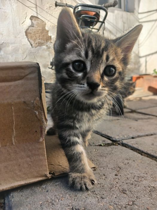 Котёнок бесплатно