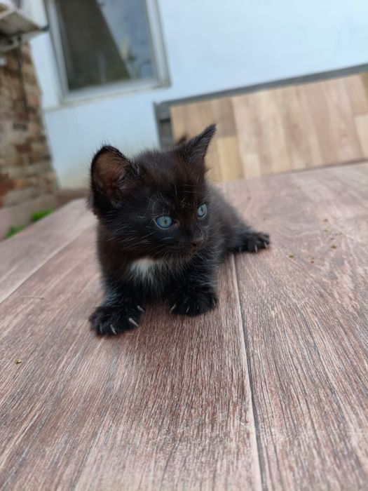 Отдадим котят бесплатно