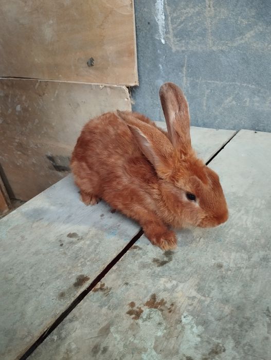 Jaydari quyonlar " Burgundiskiy " 1.5 yosh  8 oylik va 6 oylik