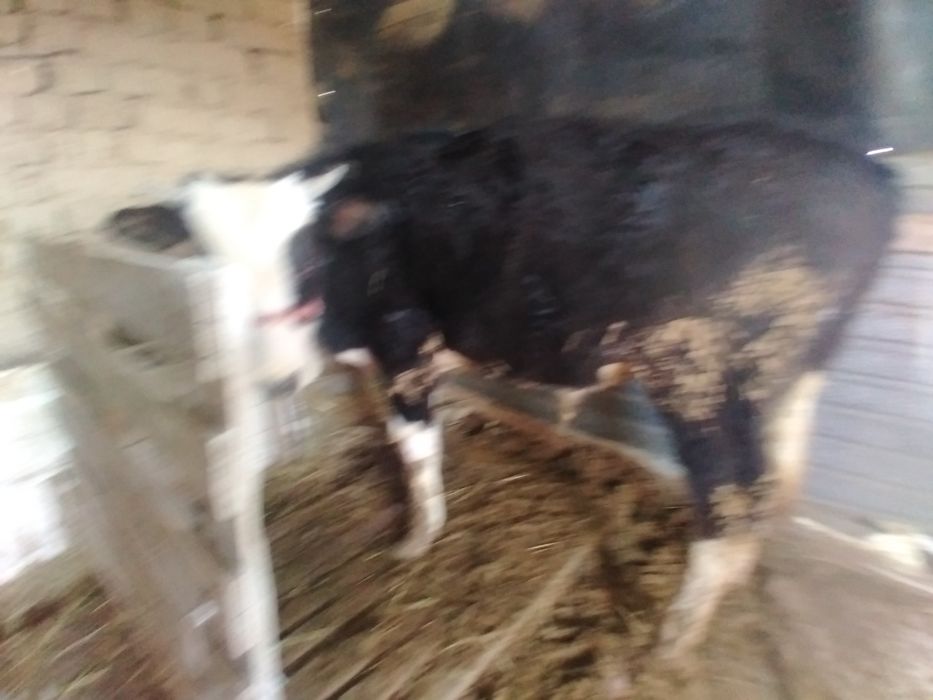 Бұқа сатылады, тез арада