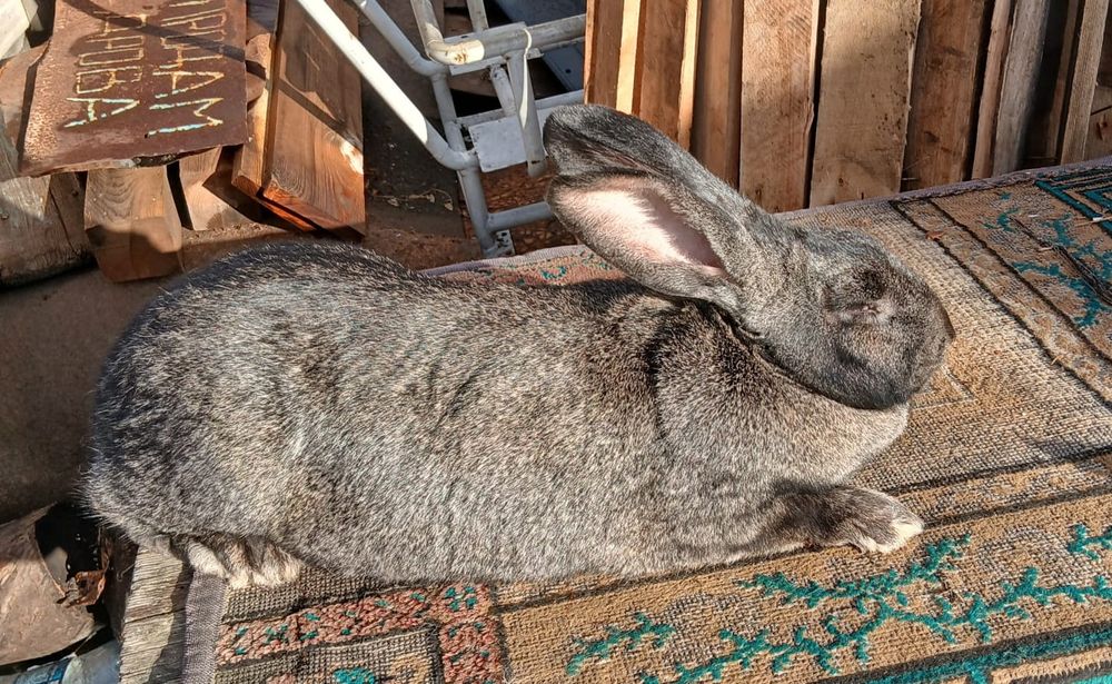 Продам готового крола