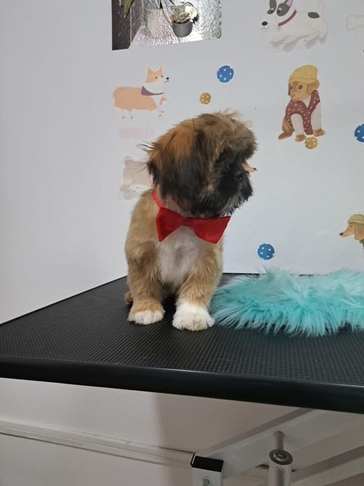 Catelusa shitzu 1 an