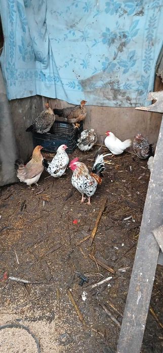 Vand rate mute si gaini americane