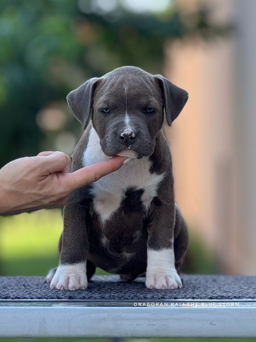 Amstaff rasă pură cu pedigree