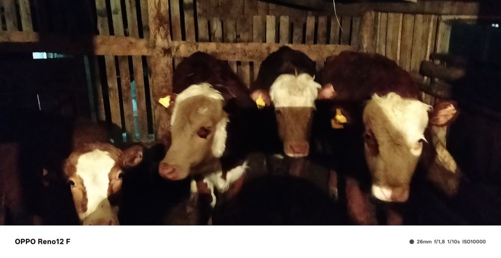 Продам бычков казахская белоголовая