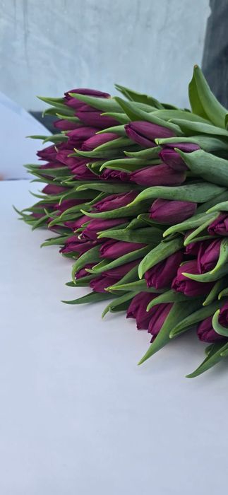 Тюльпаны оптом на 8 марта опт от 1000 шт