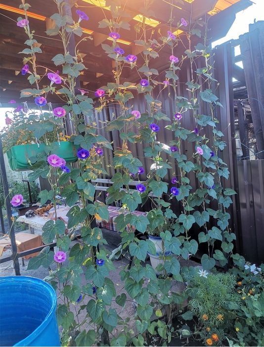 Продам дом Пришахтинск Обмен