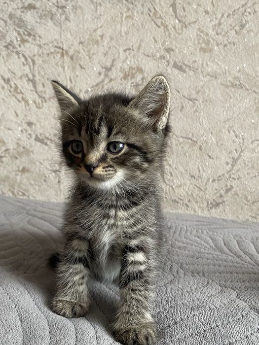Отдам котенка  в добрые руки
