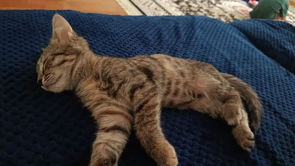 Отдам кошку бесплатно