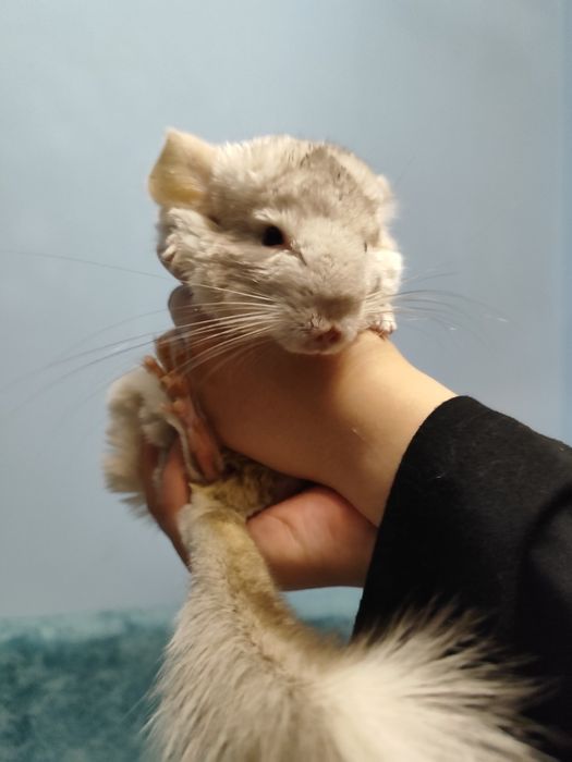 продам шиншиллку