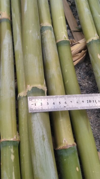 Bambuk sotiladi narxini kelishamiz