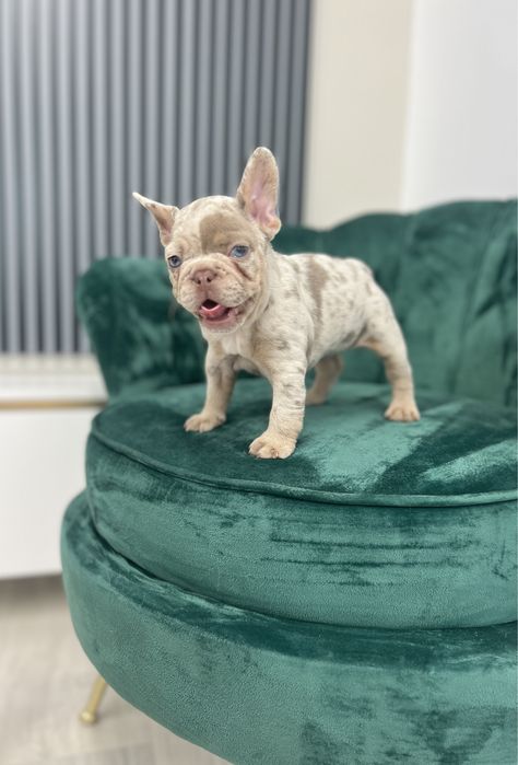 Bulldog Francez Frenchie House Luxury Kennel Isabella Tan Merle