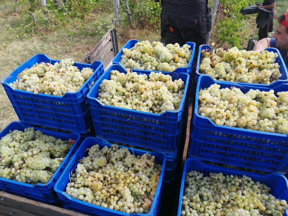 Грозде Каберне Совиньон 2025 Мускат отонел, Совиньон Блан , Траминер