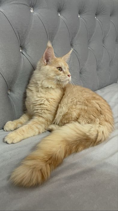 Femela maine coon felisa autorizata