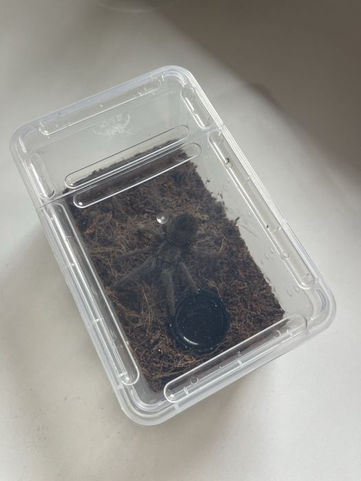 Тарантула Tarantula Lasiodora Parahybana