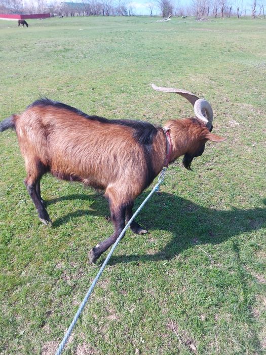 Tap Alpin francez de vanzare