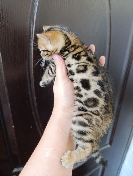 Бенгальский котёнок мальчик — яркий браун с розеткой на золоте


Текст