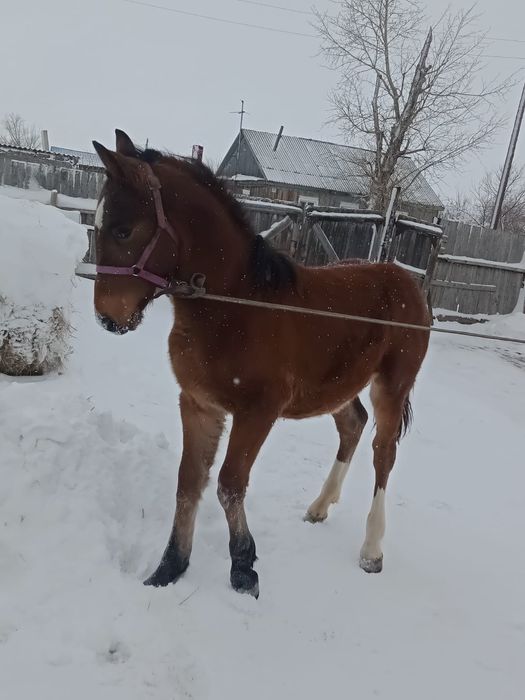 Продам жеребчика