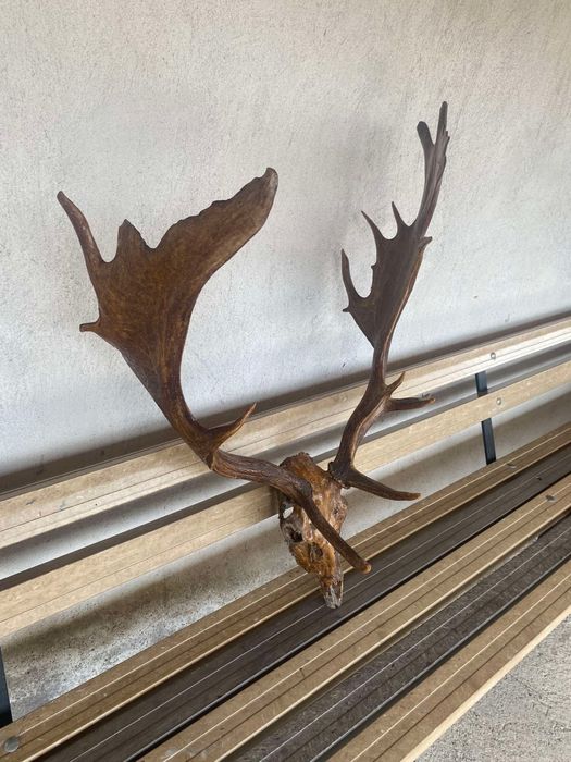 Рога на благороден елен трофей