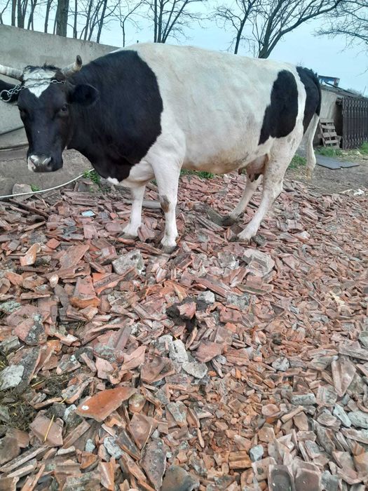 Vand vaca tanara buna de lapte