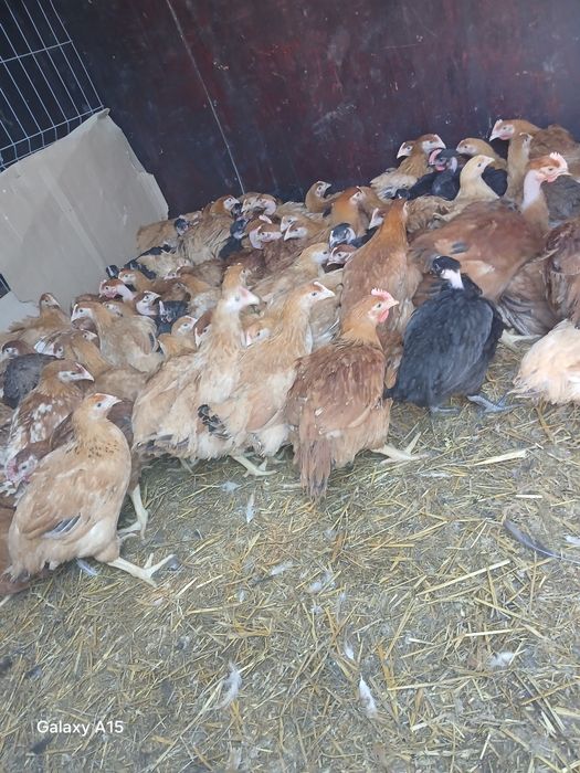 Vand puicute rasa mixta