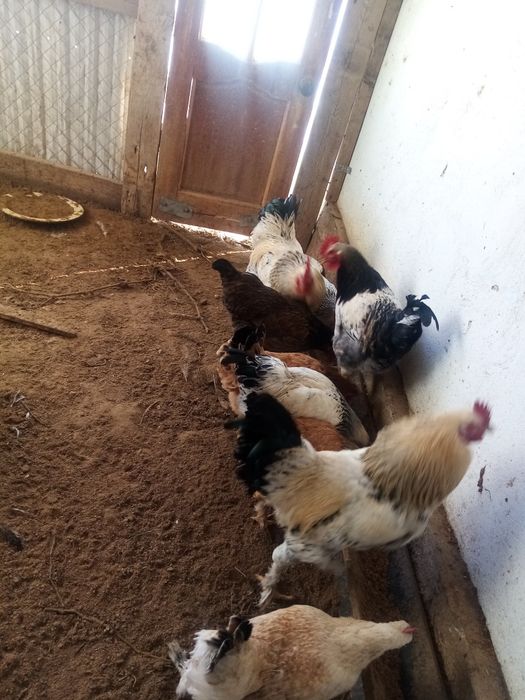 Жас Қораздар сатылады