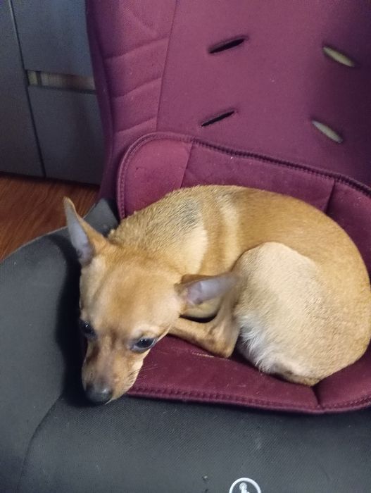 Отдам в добрые руки