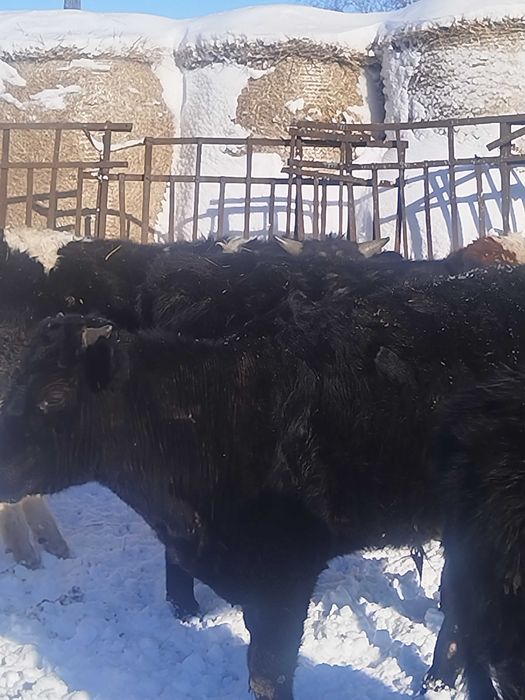 Бычки и тёлочки на