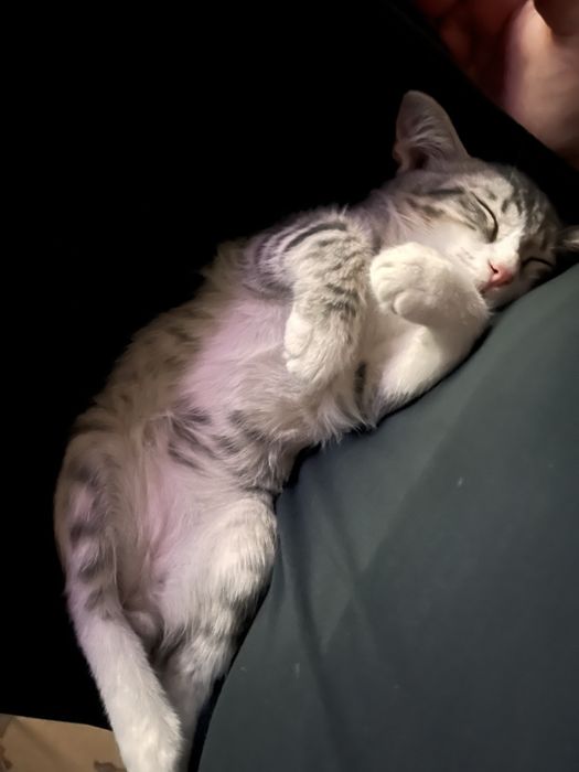 котенок,3 месяца,