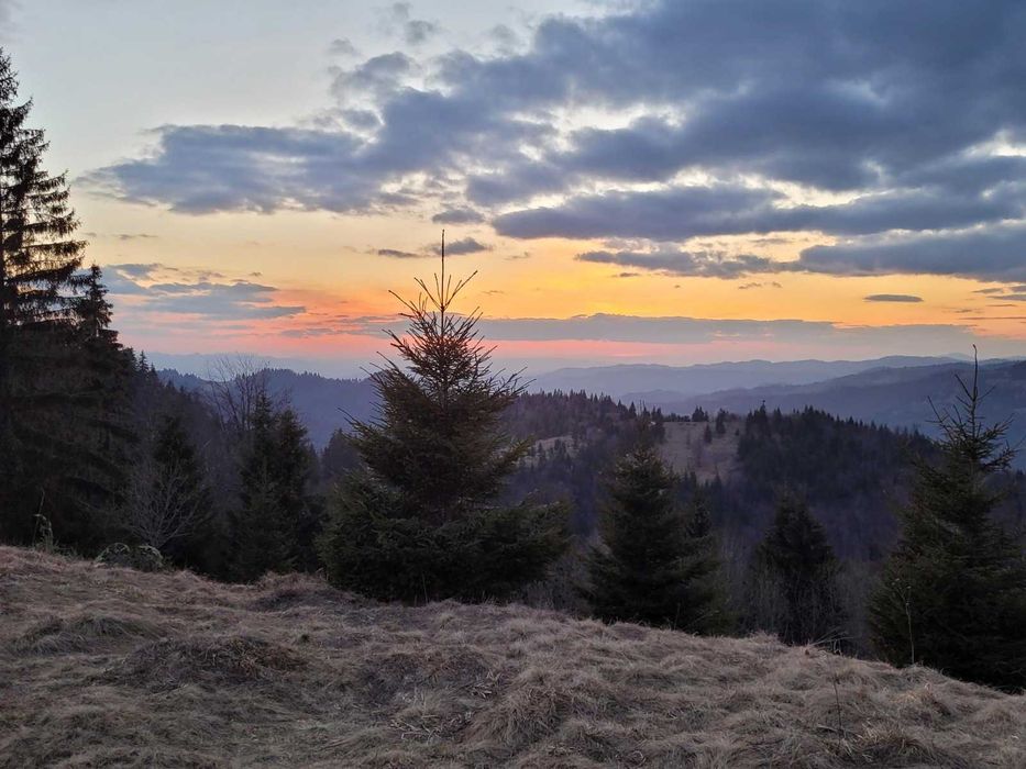 Vand teren 47.8 HA intravilan + extravilan Moisei/Viseu